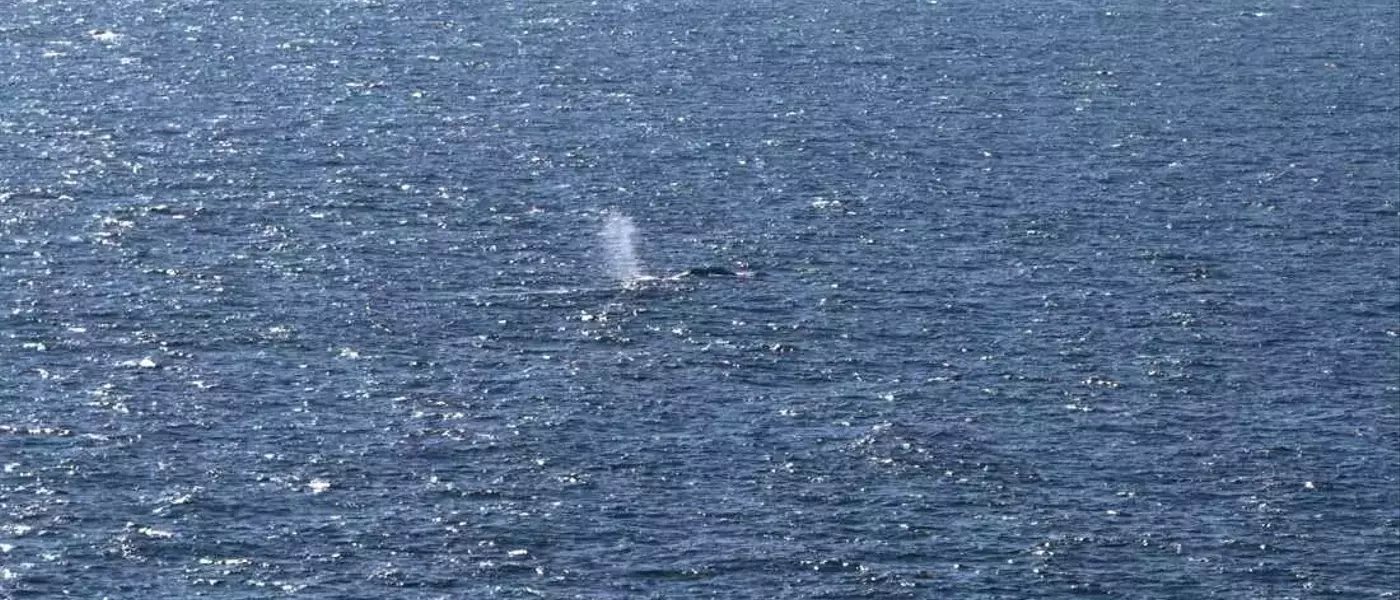 Timmy, the Humpback Whale, Returns to the Ocean After Weeks of Stranding