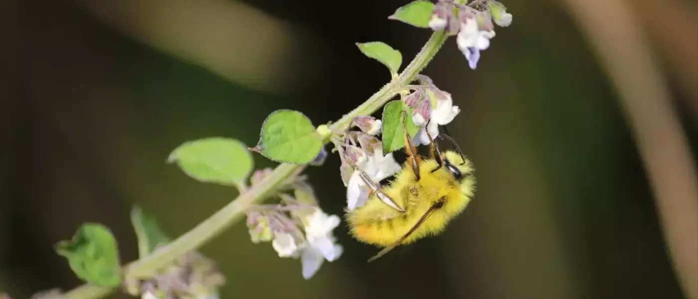 The Vital Role of Pollinators: Enhancing Human Health and Economic Stability