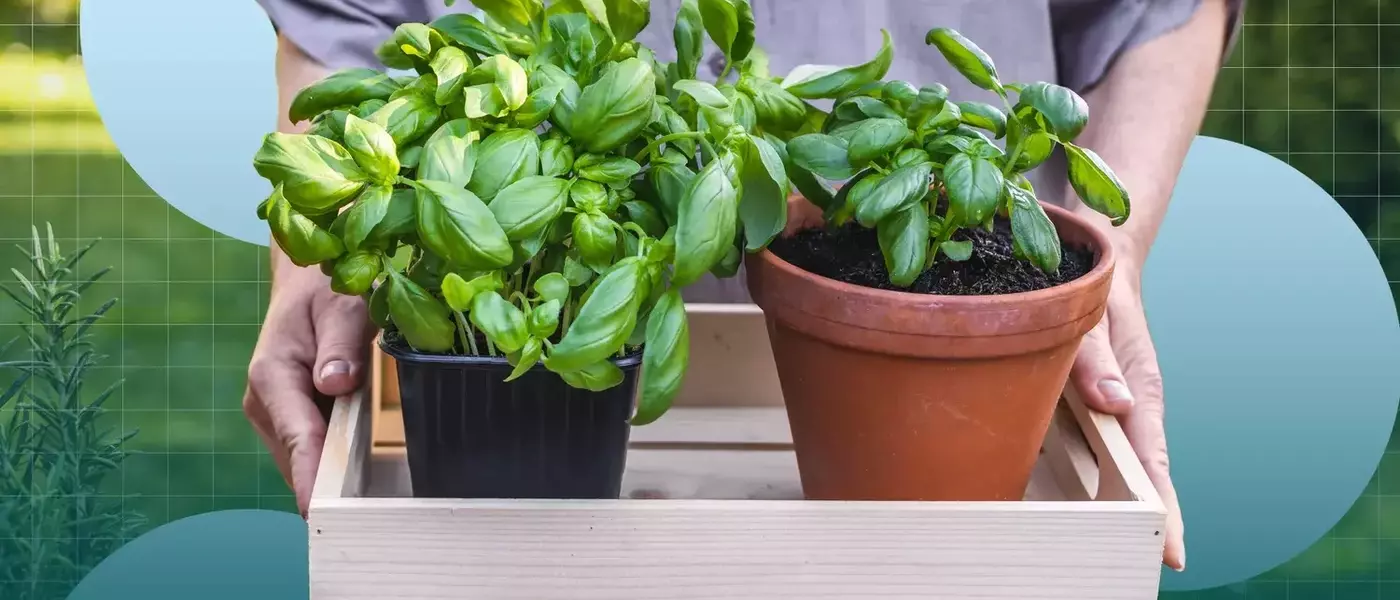 Cultivating Culinary Herbs: A Guide for Home Gardeners