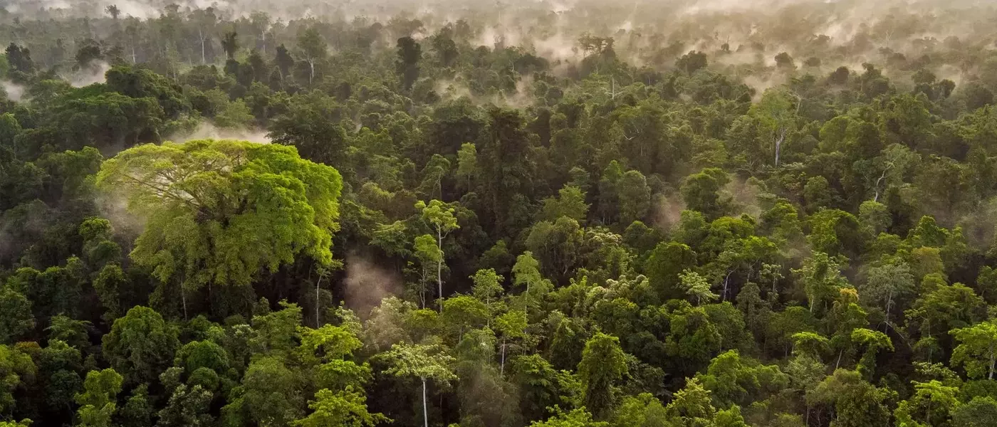 The EU Deforestation Regulation and the Future of Leather