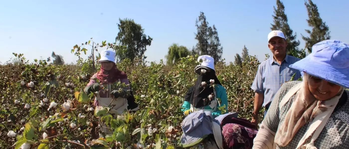 Egyptian Cotton: Weaving a Future of Traceability and Sustainability