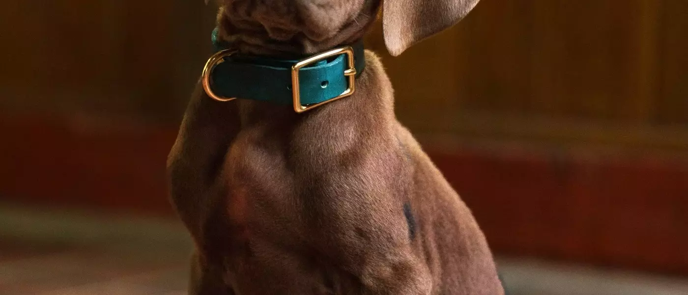 Online Debate Over Scooby-Doo's Appearance in New Live-Action Series