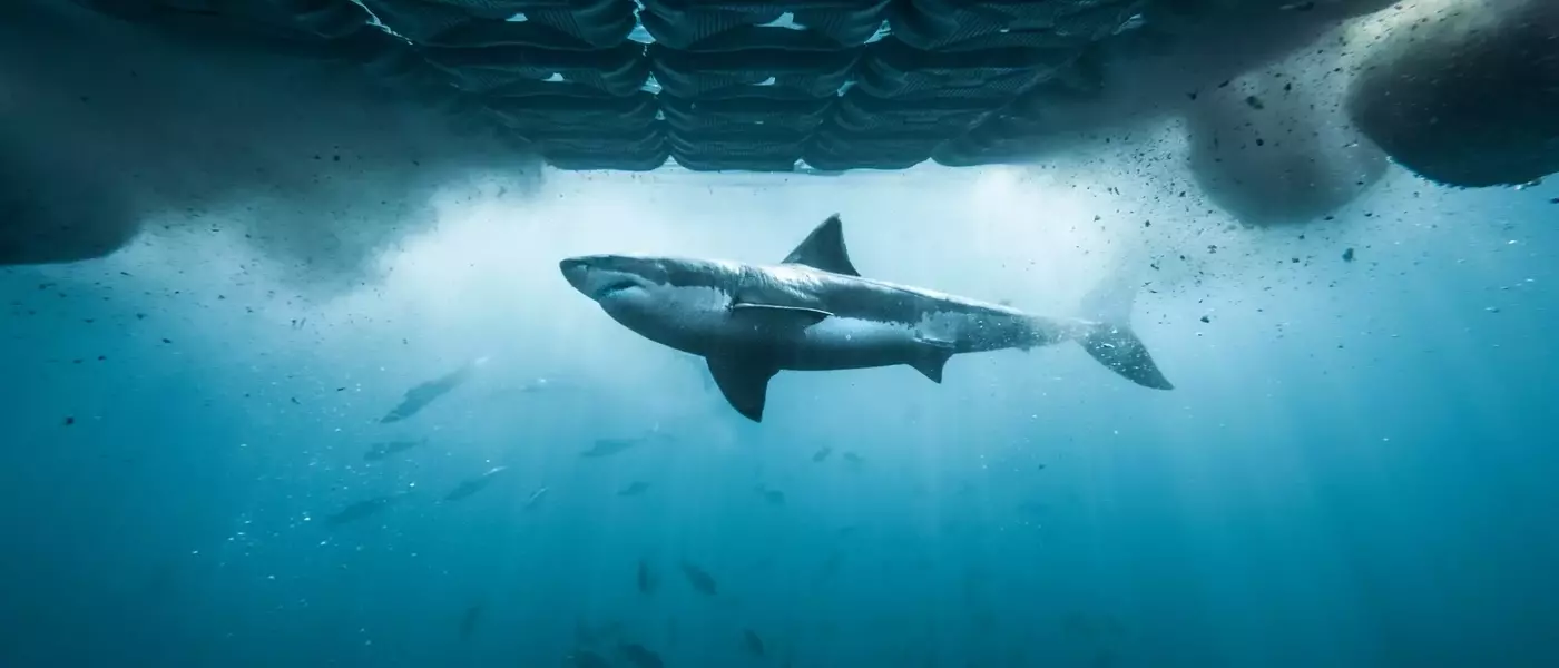 Discovery Channel Unveils Extensive 2026 Shark Week Program
