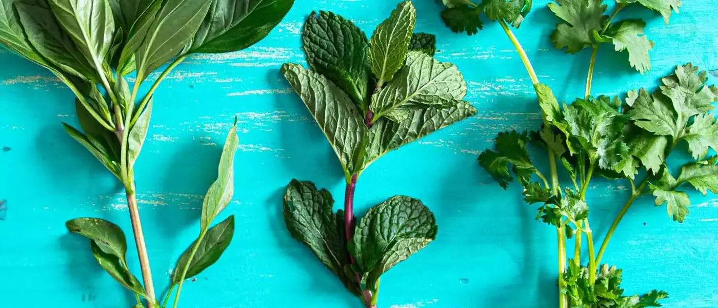 Reviving Wilted Herbs: A Guide to Crafting Flavorful Herb Oils
