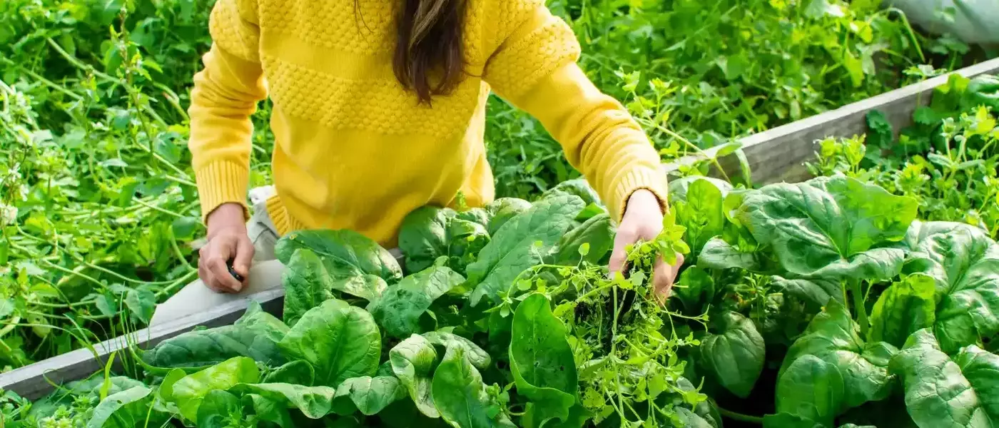 Extend the Shelf Life of Spinach for Enhanced Health Benefits
