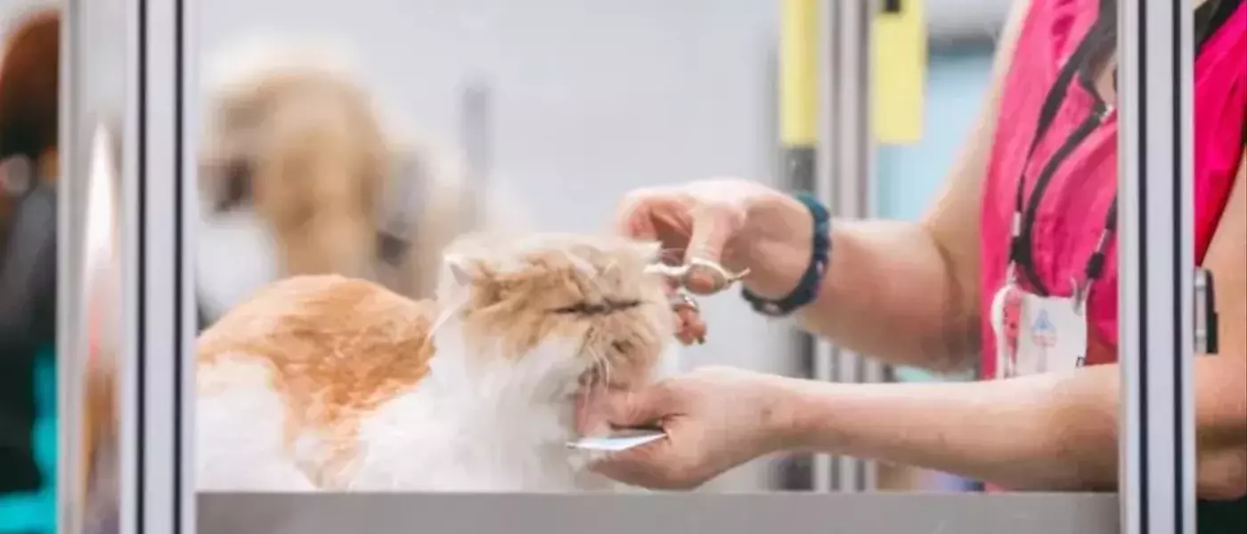 Petco's Strategic Revival: A Promising Prospect for Value Investors
