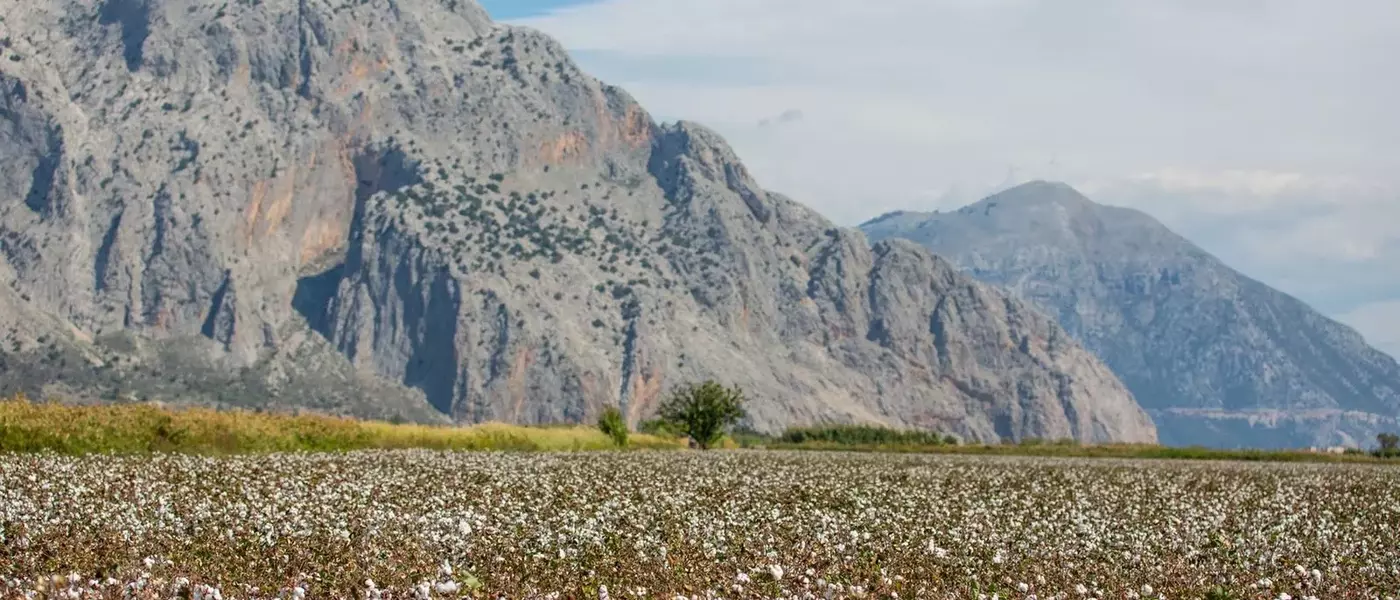 The European Cotton Revival: A Sustainable Luxury Trend