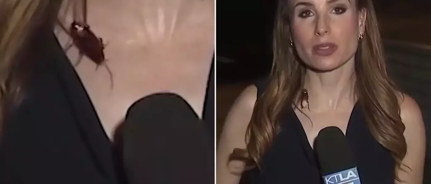 Unflappable Reporter's Cockroach Encounter Goes Viral