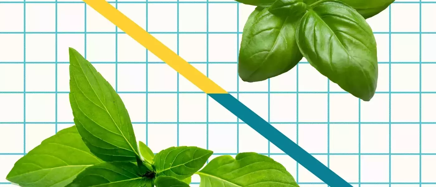 Unveiling the Distinctive Characteristics of Italian Sweet Basil and Thai Basil in Culinary Arts