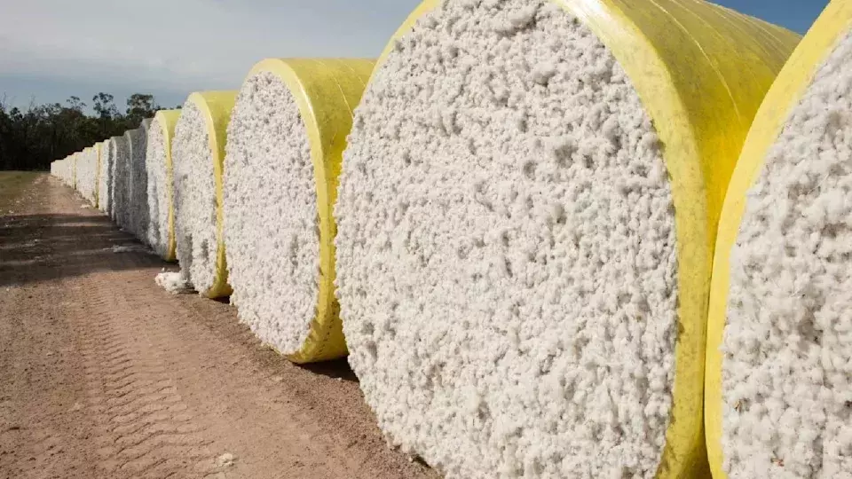 Global Cotton Trade Projected to Expand Significantly by 2028/29 Amidst Market Complexities
