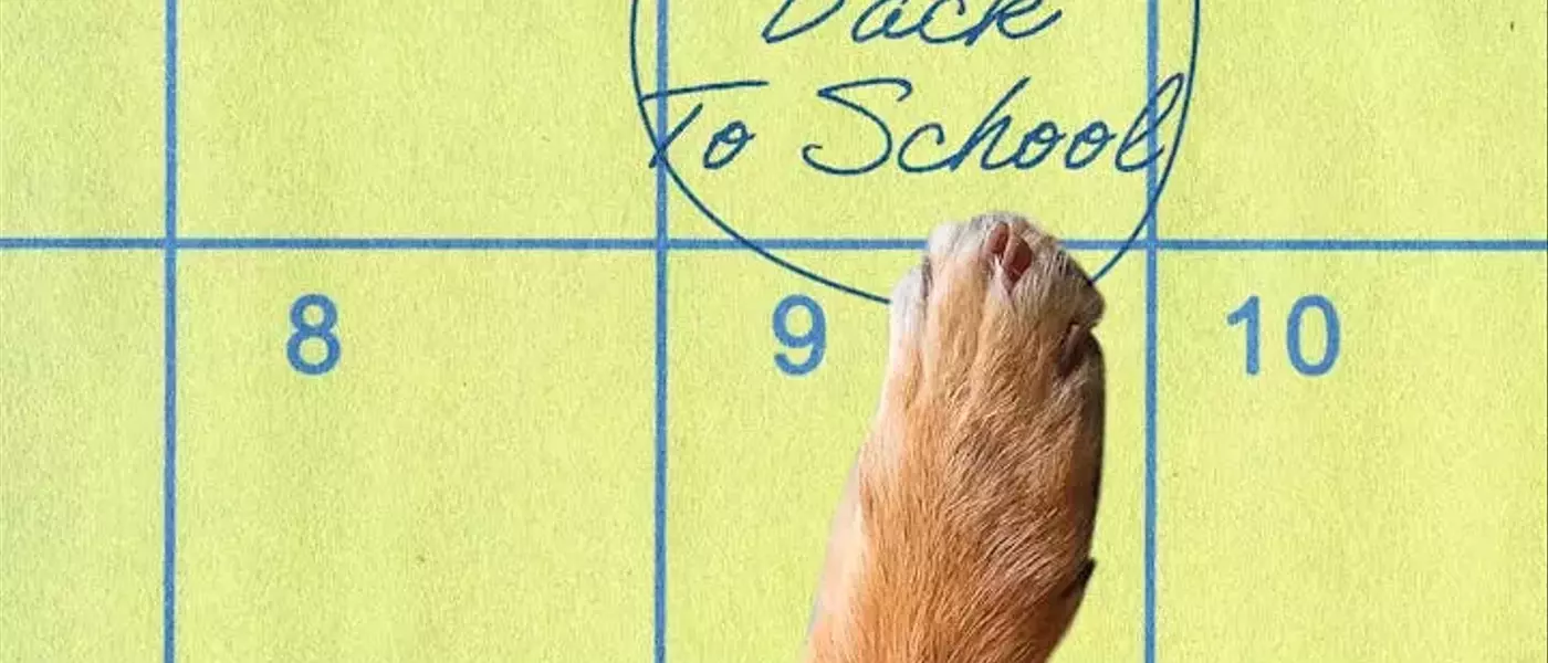 Preparing Your Canine Companion for the Back-to-School Transition