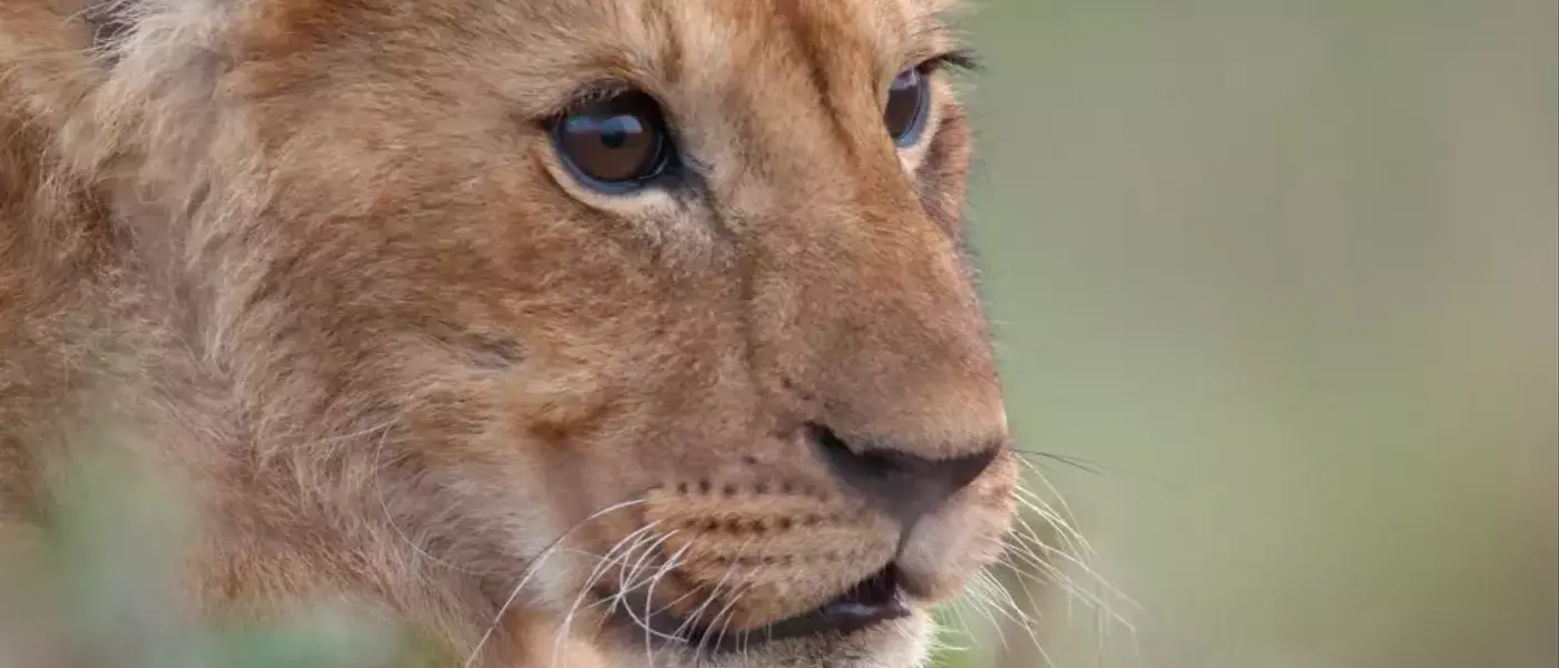 Jon Favreau's Harrowing Journey into Wildlife Documentary with National Geographic's 'Lion'