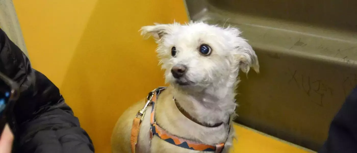 Canine Companions: Dogs Navigating the NYC Subway