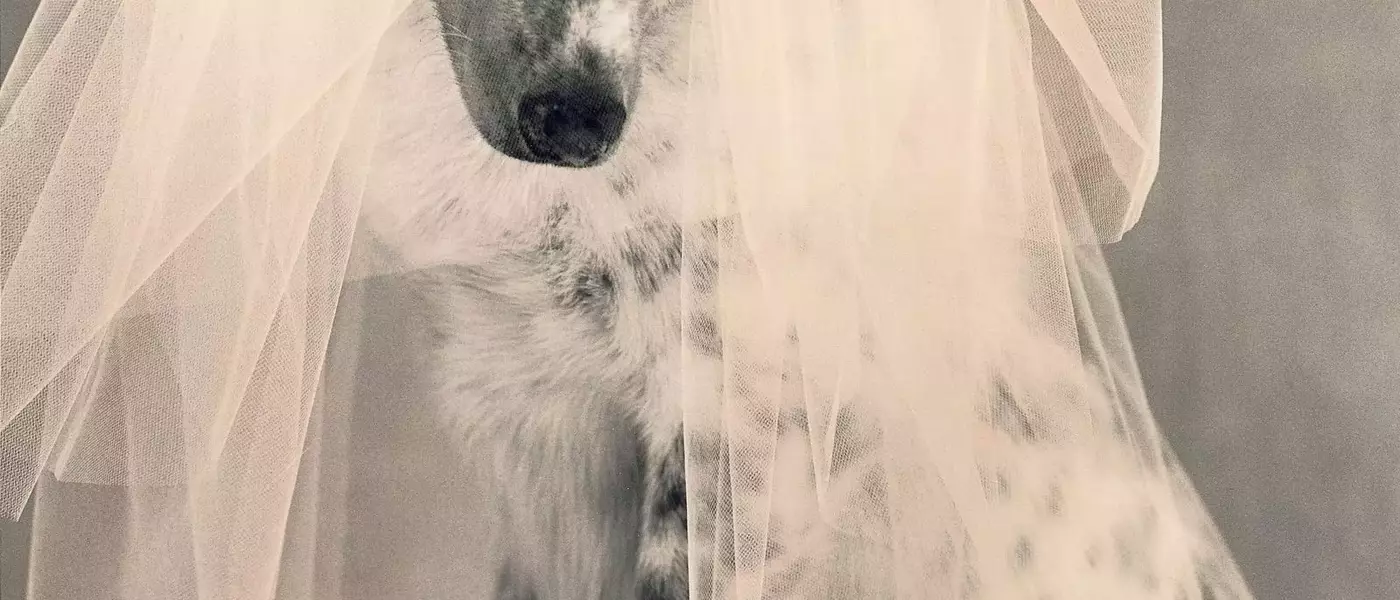 A Whimsical Canine Wedding: Revisiting 'Puppy Love' from Vogue's 1998 Archives