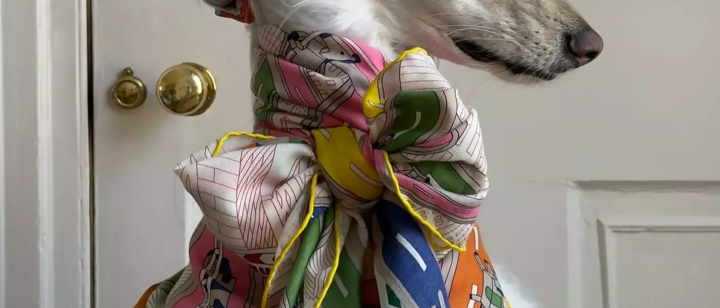 Samantha: The Afghan Hound Redefining Canine Chic