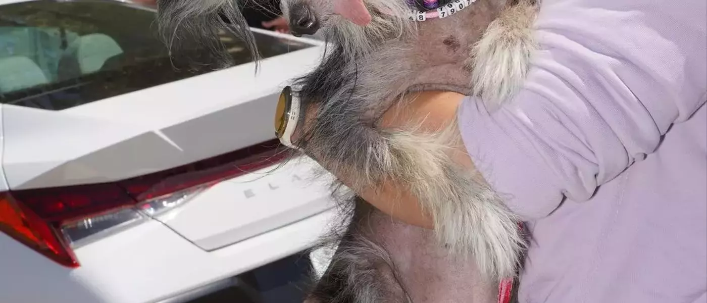 The Charm of the Unconventional: Celebrating the World's Ugliest Dogs