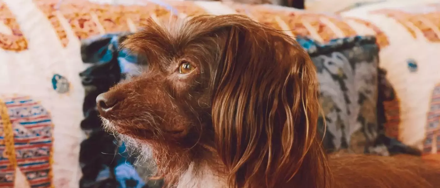 Lena Dunham and Her Beloved Canine Companions: Ingrid and Cornichon