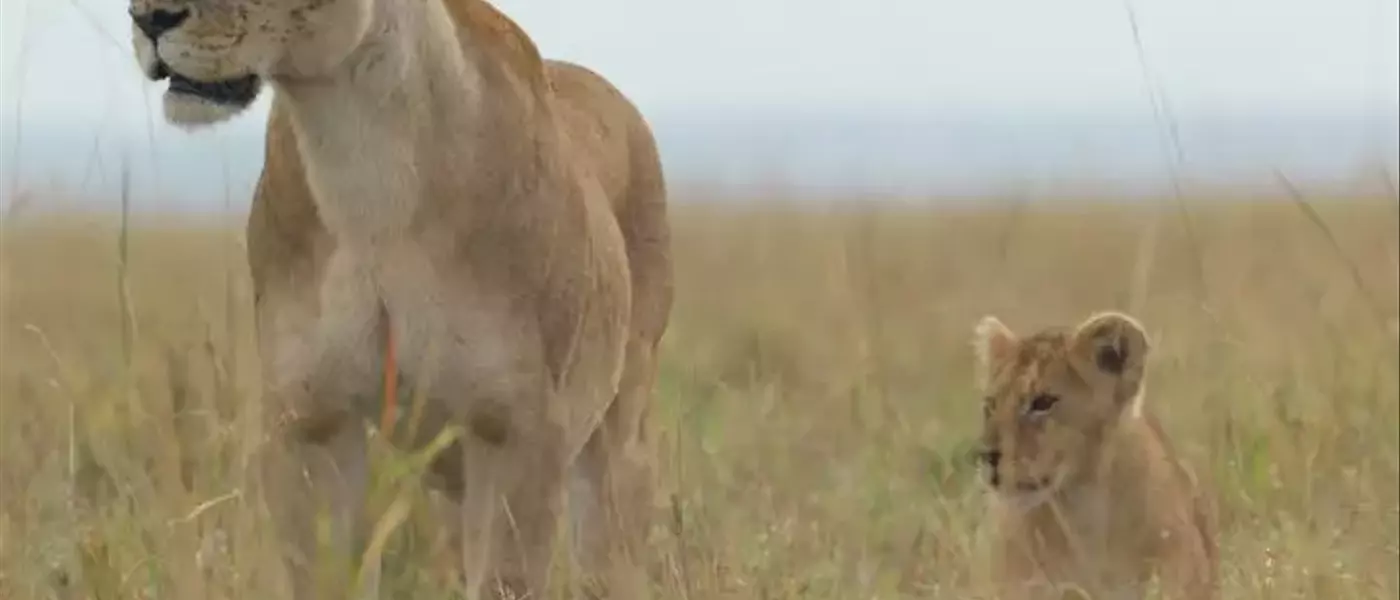 National Geographic's "Lion" Chronicles a Cub's Remarkable Journey