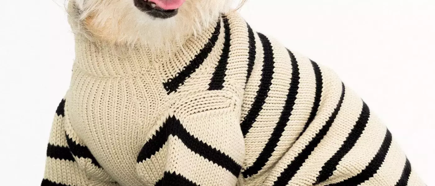 Behind the Scenes of a Star-Studded Canine Photoshoot