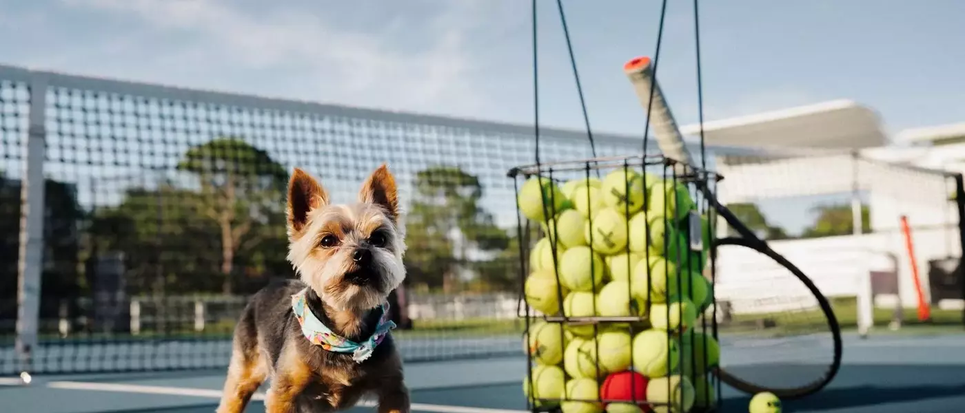 Serena Williams's Canine Companion: The Unbreakable Bond with Chip