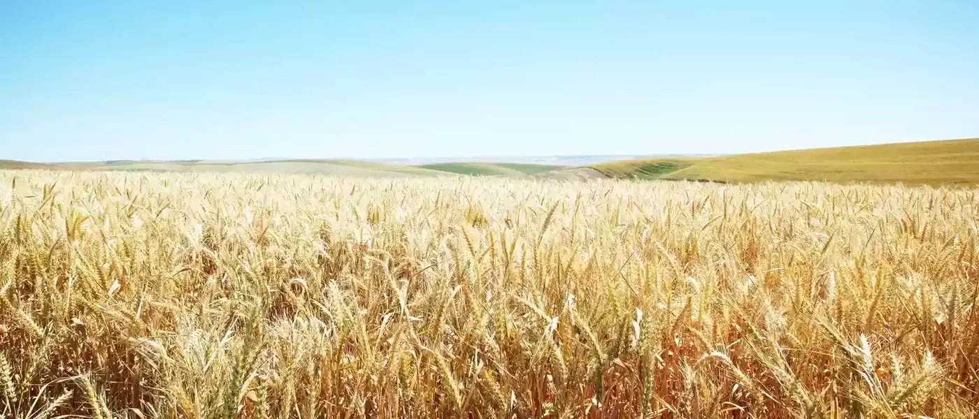 Understanding Tradable Commodities: Basics, Drivers, and Trading