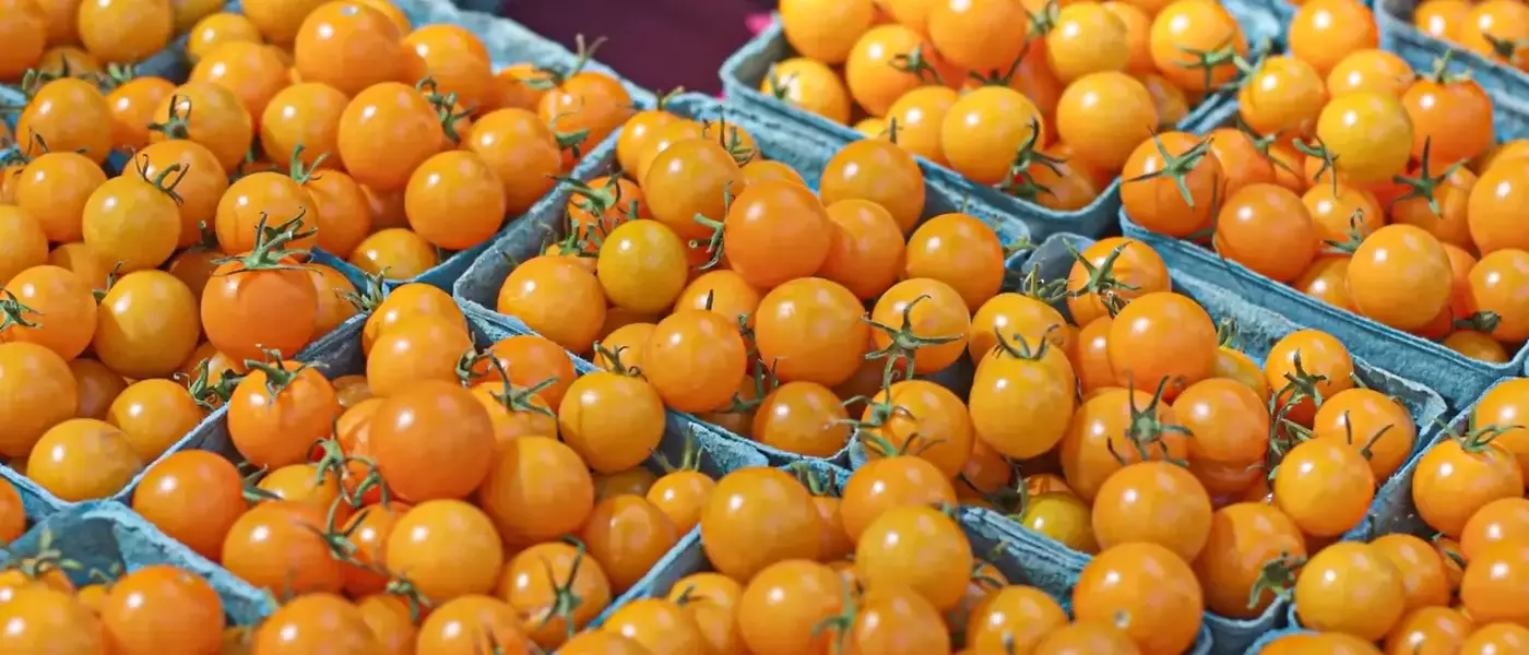 The Accidental Triumph of Sungold Tomatoes