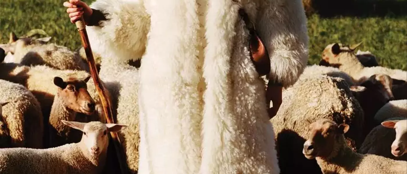 Unraveling the Ethical Threads of Wool in Fashion: A Documentary Insight