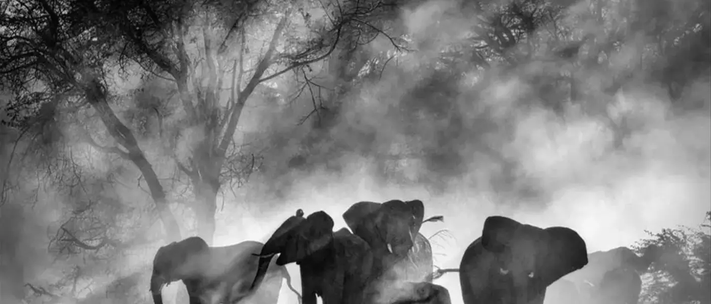 Werner Herzog's 'Ghost Elephants' Secures Home Entertainment Distribution with Buffalo 8