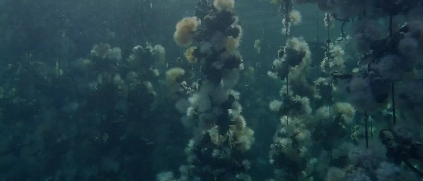 Examining Ecological Change Through the Unique Lens of Oyster Farming in 'Concrete Turned to Sand'