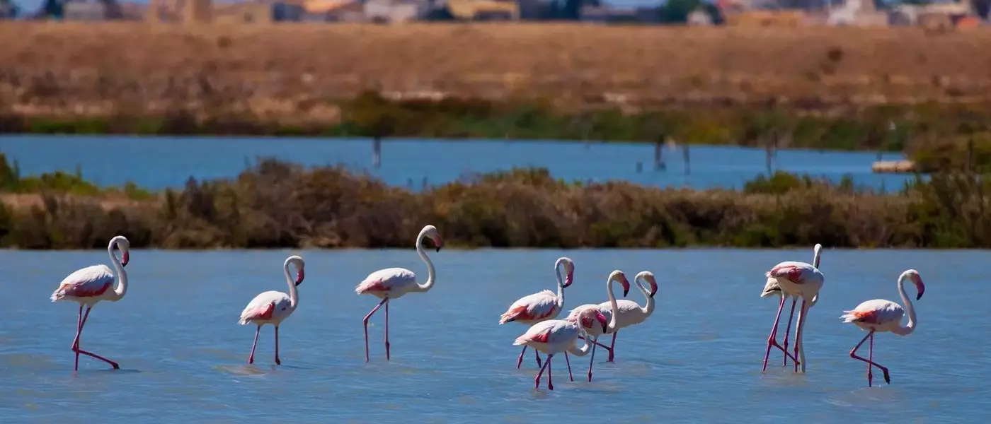 Global Birdwatching Destinations