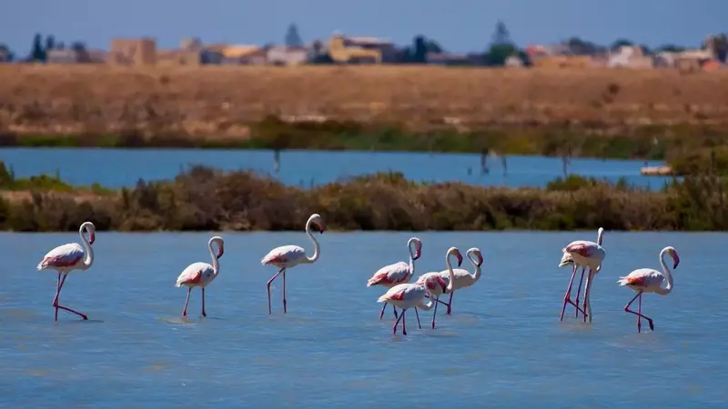 Global Birdwatching Destinations